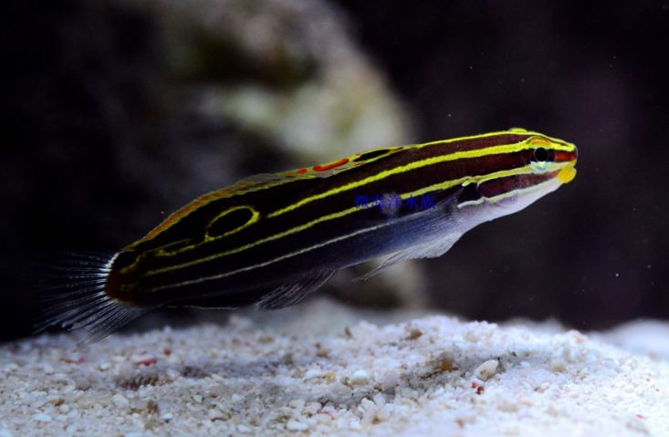 哪些海水鱼可以在淡水中养,哪些海水鱼能释放电压