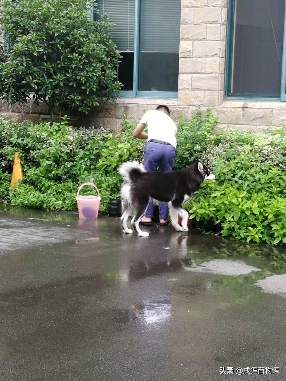 这些原因了解后，狗狗解决狗狗拉肚子不再是难题