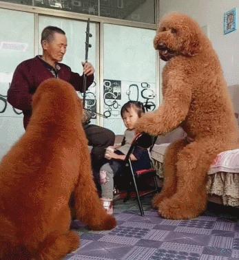 巨型贵宾犬好吗值得养吗,价格贵的大型犬