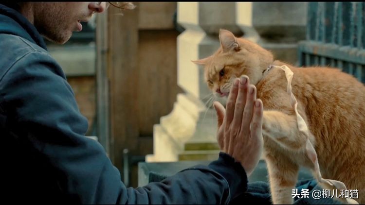 猫的呼噜声可以治愈人类吗,猫呼吸有呼噜声像喉咙有痰一样