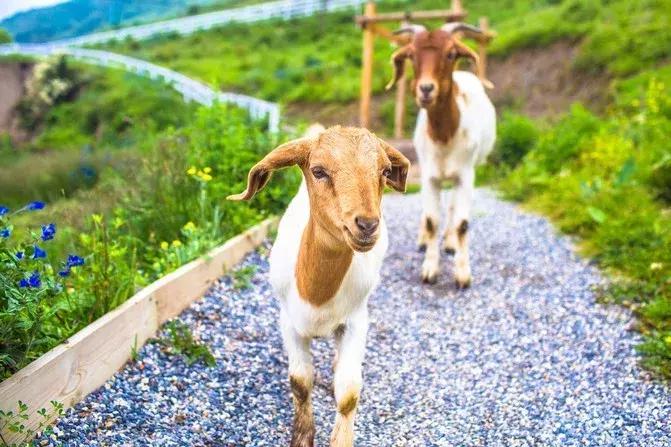 有一个地方，只有我们知道，此生不来会有遗憾仙境般的浮云牧场