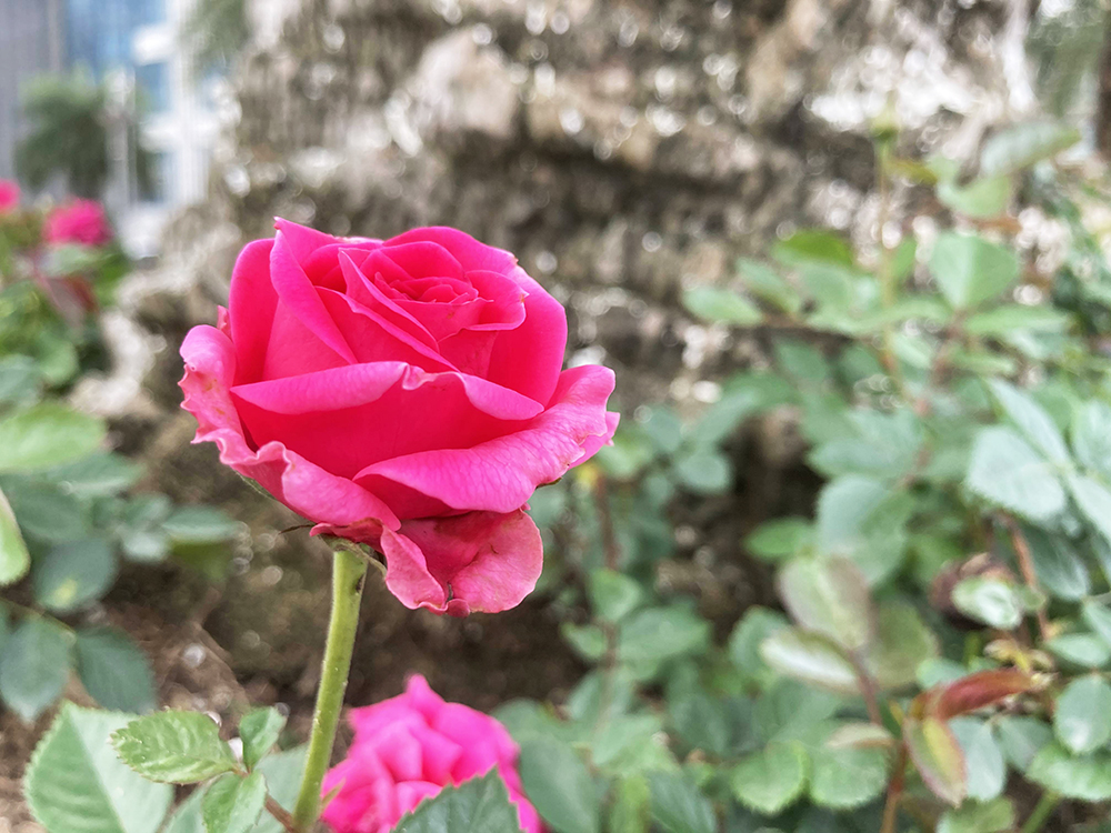 有苹果生态吗,iphonese第二代最新消息