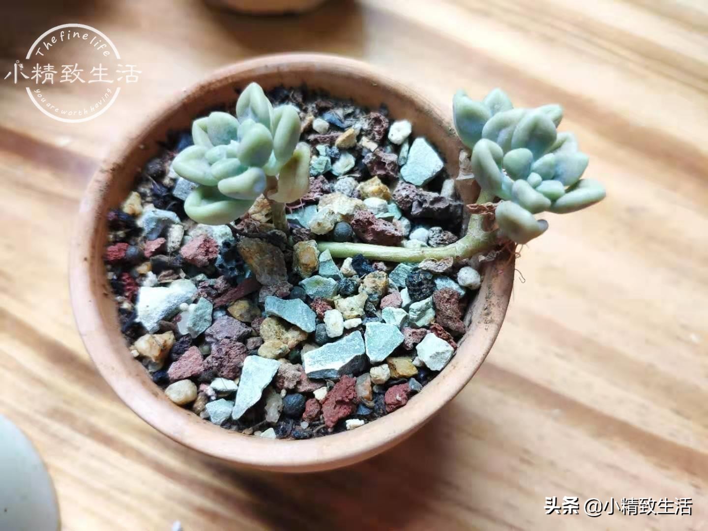 多肉浇水后还是皱巴巴的,多肉叶片发皱浇水后多久才会恢复