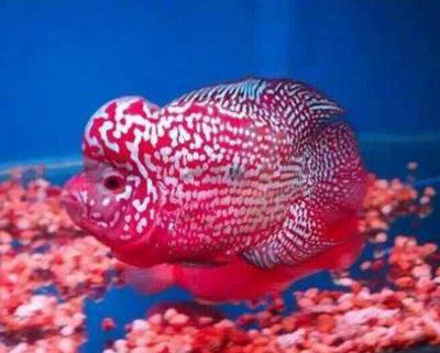 十大最好看的观赏鱼图片大全,十种最漂亮的观赏鱼图片