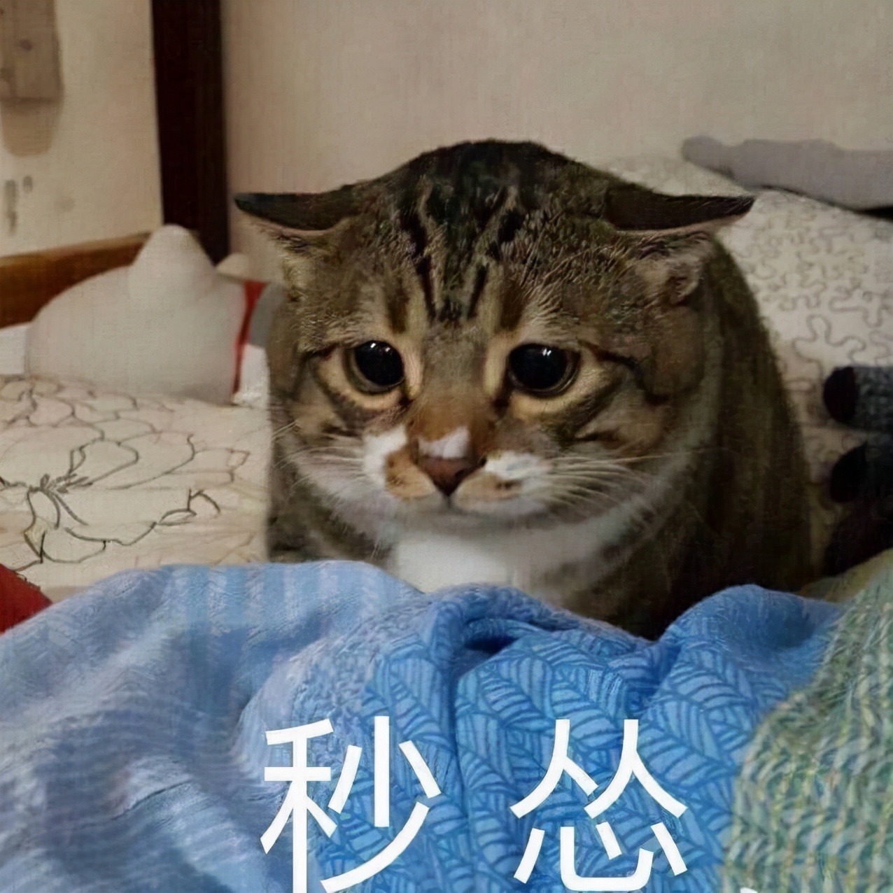 猫咪多少斤才算标准,猫咪多少斤算肥胖