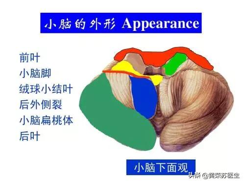 走进神秘的大脑世界：不同脑区损伤的临床表现（值得收藏）