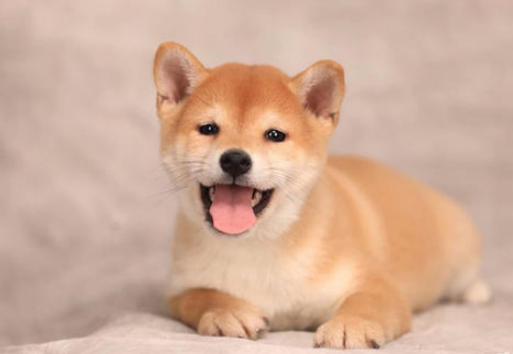 狗狗定点上厕所太难教了,狗狗小便不定点怎么回事