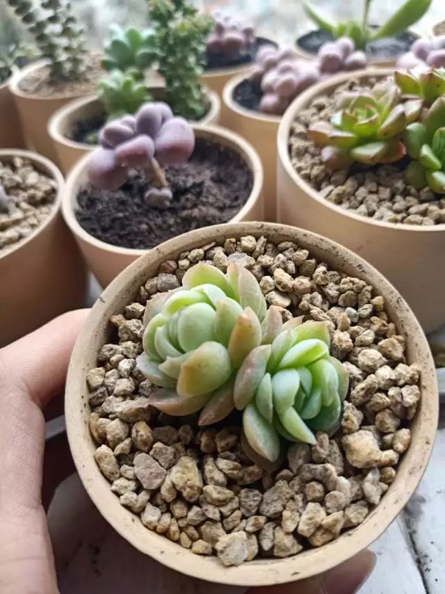 适合学生党养的多肉,适合大学宿舍长期养的多肉