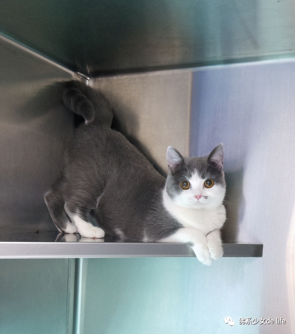 铲屎官日记猫主子的日常,猫咪成长日记铲屎官的乐趣