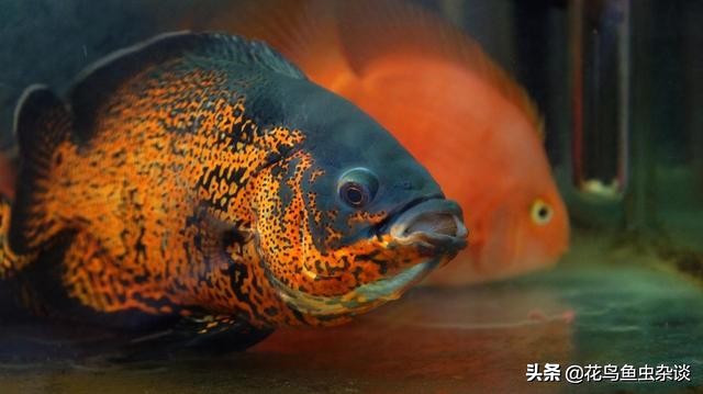 地图鱼爱吃活鱼不吃饲料,养地图鱼不爱吃东西