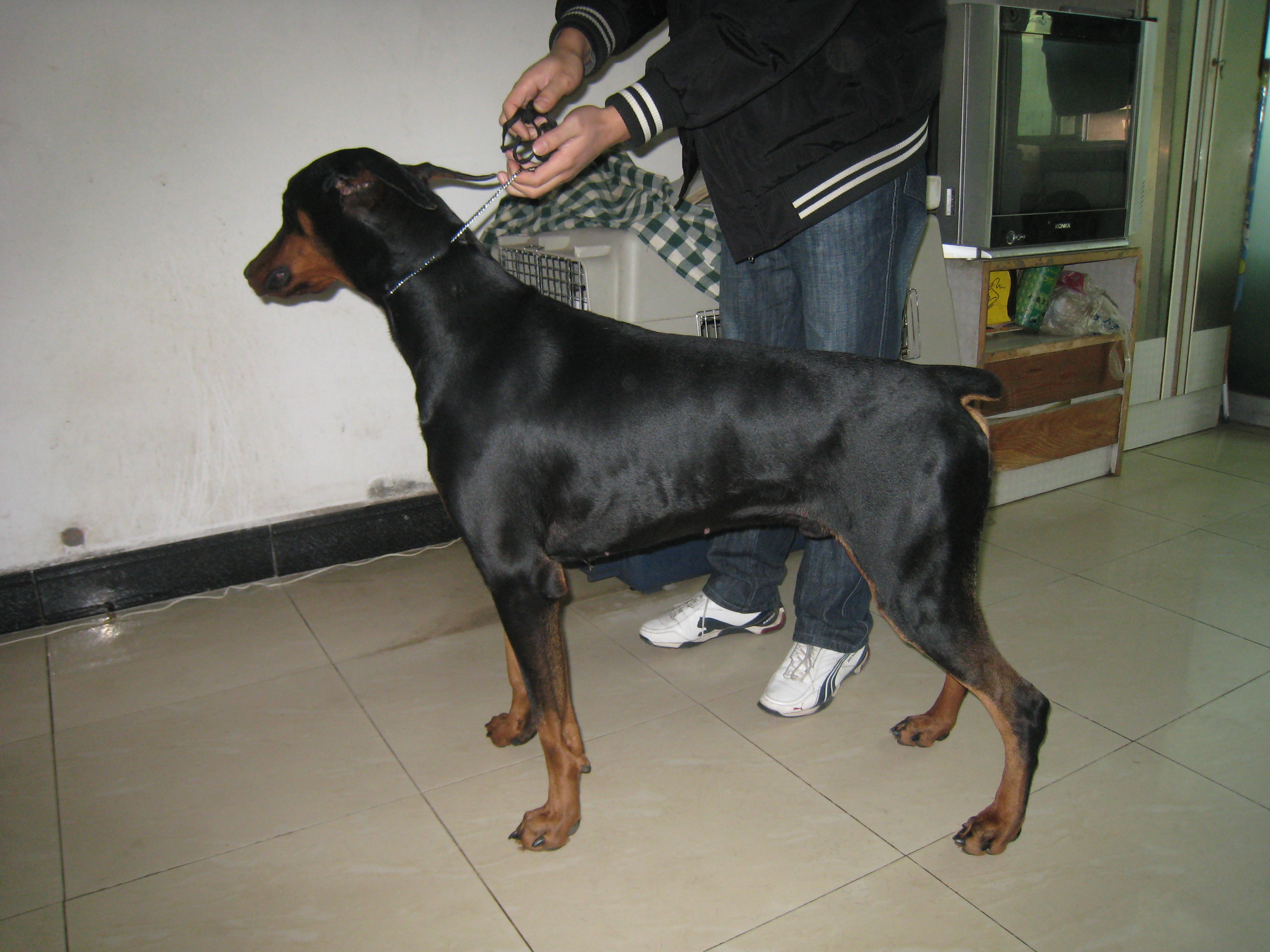 杜宾幼犬如何区分德系还是美系,德系杜宾和美系有什么区别