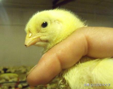 养鸡为什么要剪嘴,养鸡最忌讳的三种鸡是什么