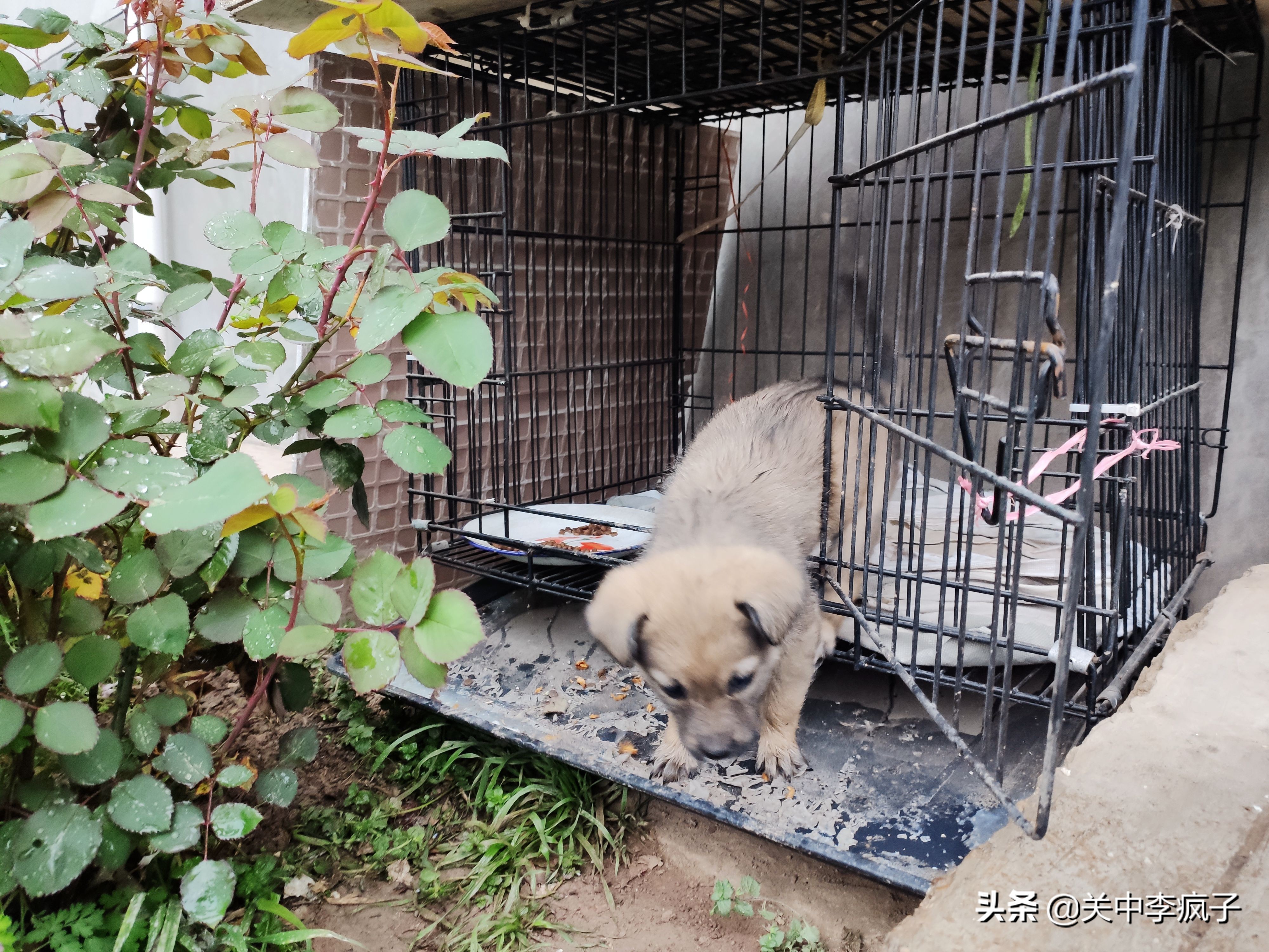 春天来了，这只叫青皮的旺财也来了