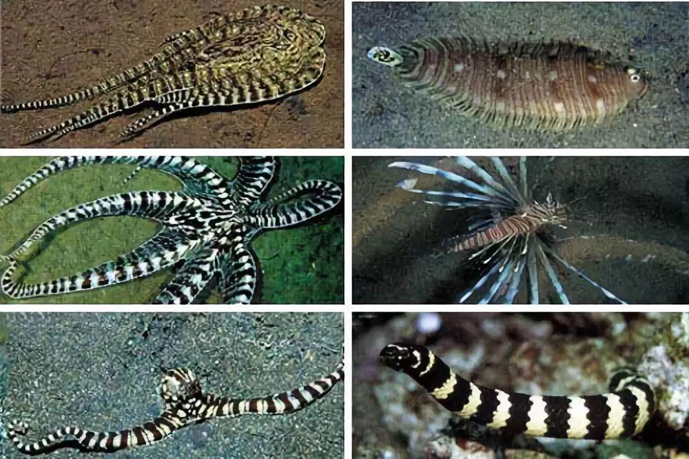 科学家推测章鱼是外星物种,誉为地球上最像外星人的生物章鱼