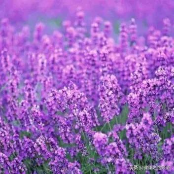 它是家中的天然良药，只要闻一闻大病小病全走光99%的人都不知道