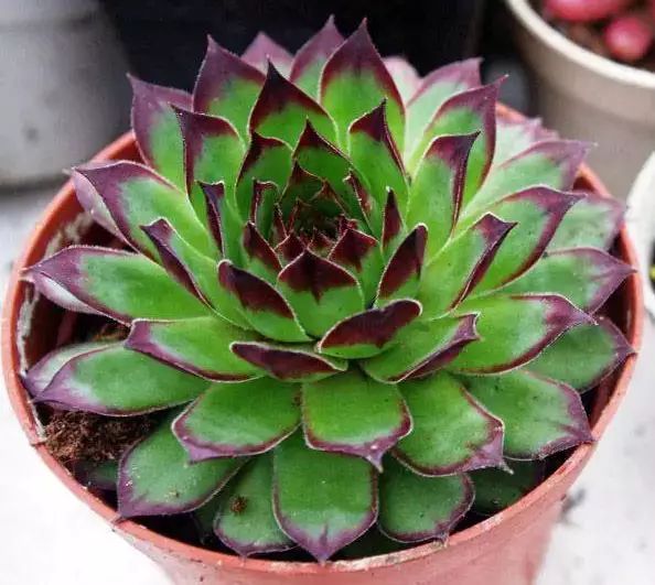 多肉早安图片大全,多肉大全100图