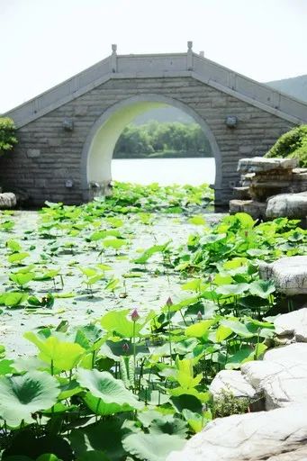 江苏10大赏荷地,赏荷地图推荐