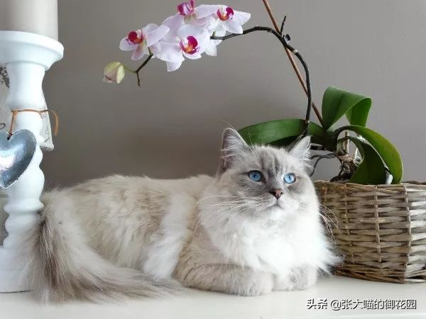 公猫咪绝育后铲屎官应该做什么,铲屎官喵星人绝育