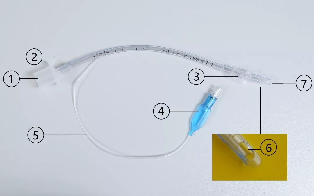 动物麻醉气管插管全过程,动物气管插管实验步骤