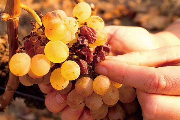 自己酿葡萄酒好多年了现在值钱吗,什么葡萄酿造的酒更值钱