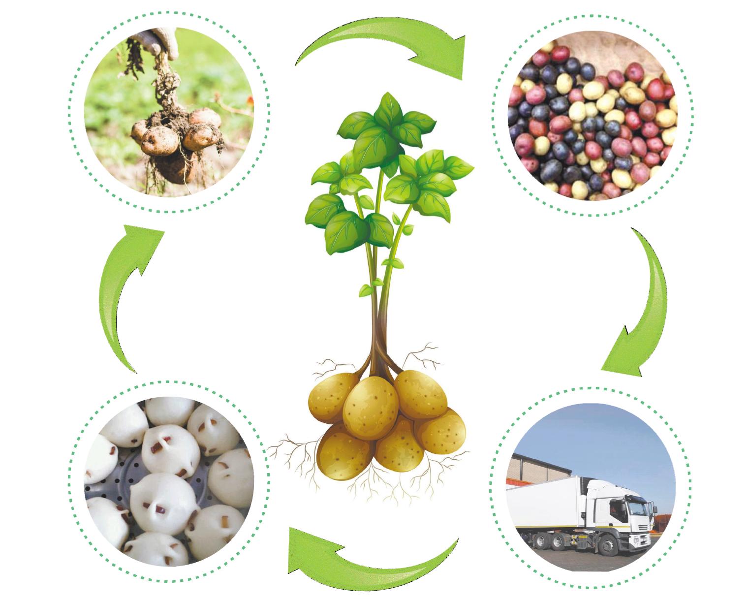 马铃薯主食化,马铃薯主食化产品面条