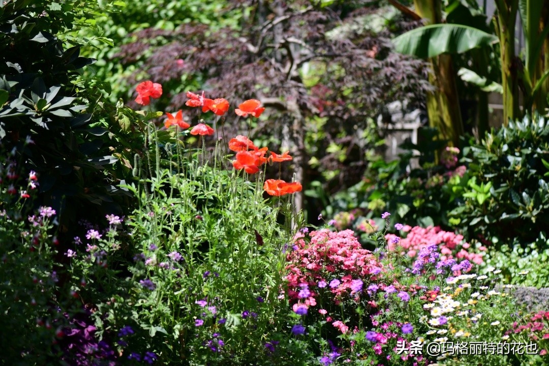 徒长花草怎样处理,徒长的树木怎么处理