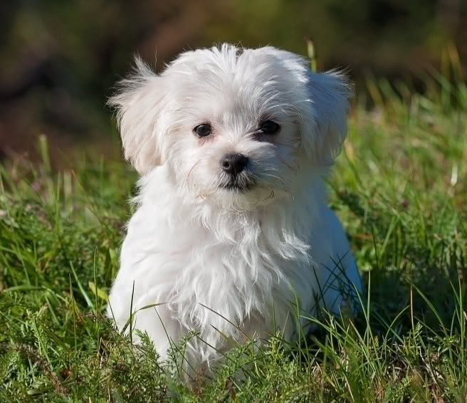 如何教导狗狗在室内排便,如何引导狗狗不在家里尿尿