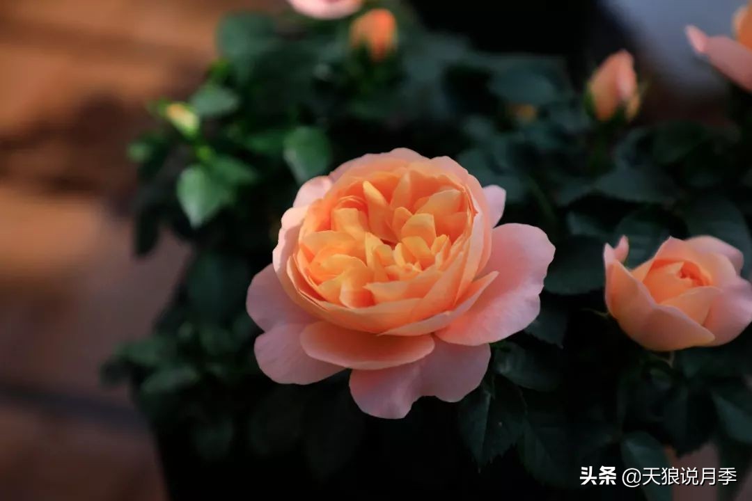 都说“最美人间四月天”，应该就是月季开花的模样吧！