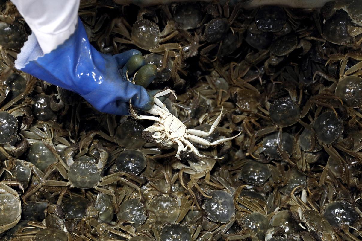 螃蟹怎么保存能放的时间长,活螃蟹如何放冰箱保存