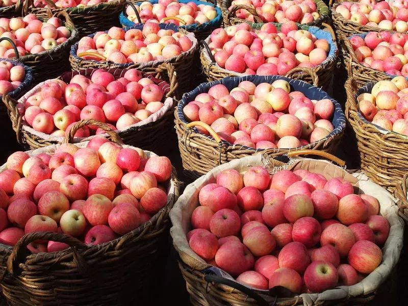 山东7月份有哪些水果可以采摘,山东10月份有什么水果可以采摘