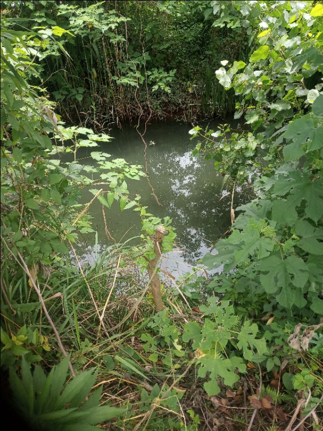 小龙虾怎么鲜活保湿,小龙虾怎么管理高产