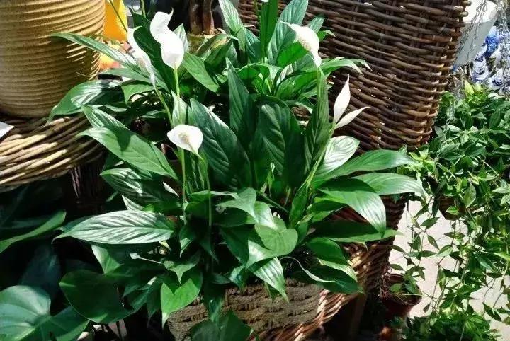 什么花吸甲醛油烟,能吸甲醛油烟的20种植物家家必养