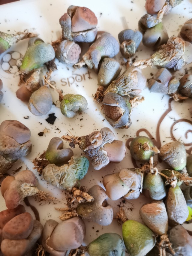 生石花网上购买靠谱吗,网购的生石花特别干巴怎么办