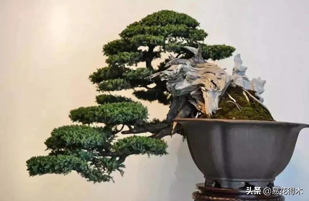 盆景舍利什么时候刷石硫合剂,舍利干罗汉松盆景