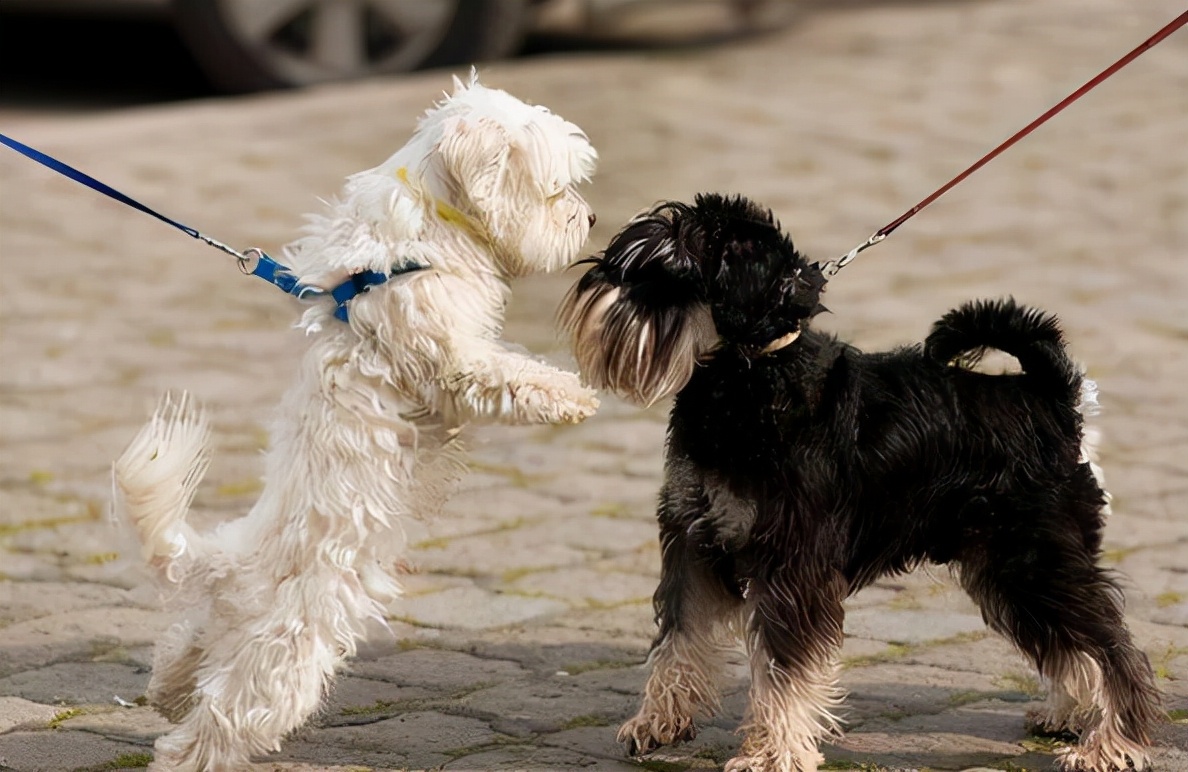 雪纳瑞的各种表现,雪纳瑞要多大才不调皮