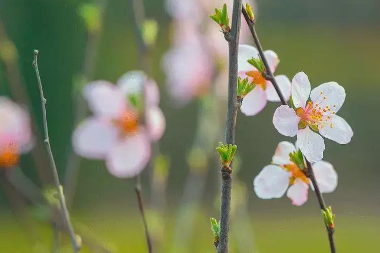 女神节陕西免门票的景点,陕西女神节免票景区