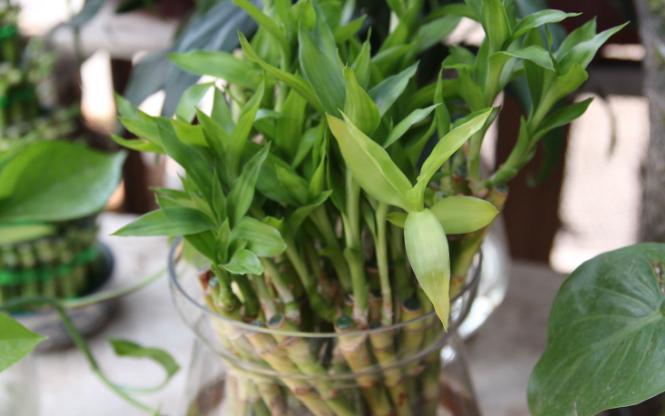 过期养花特效药怎么处理,这些药过期不要扔养花