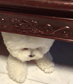 你睡着时狗狗会干什么,比熊犬一旦有这些举动