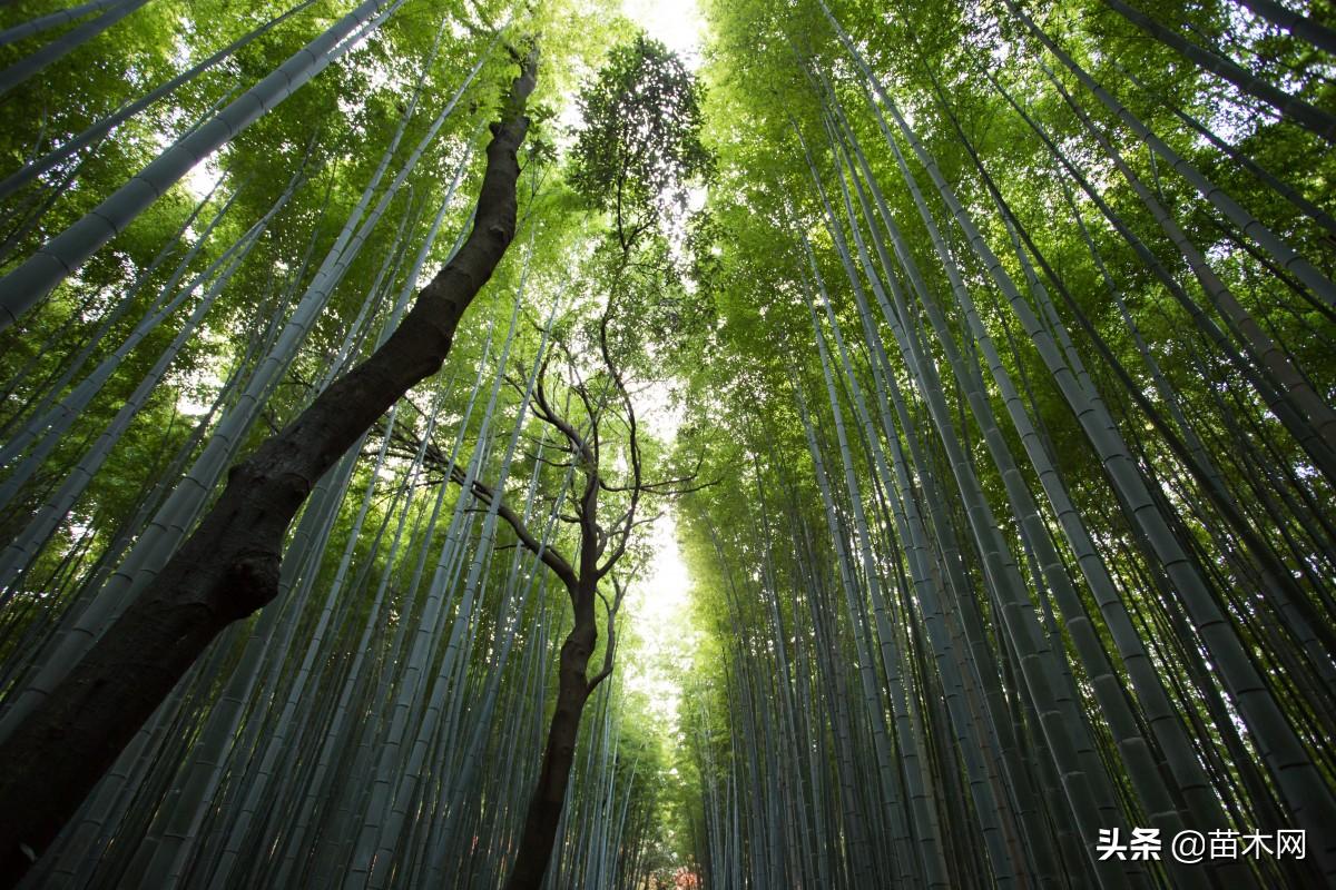 网上苗木采购会已进入白热化阶段