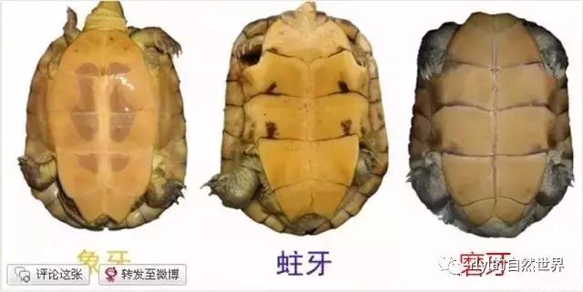 黄喉拟水龟注意事项,黄喉拟水龟种类区别