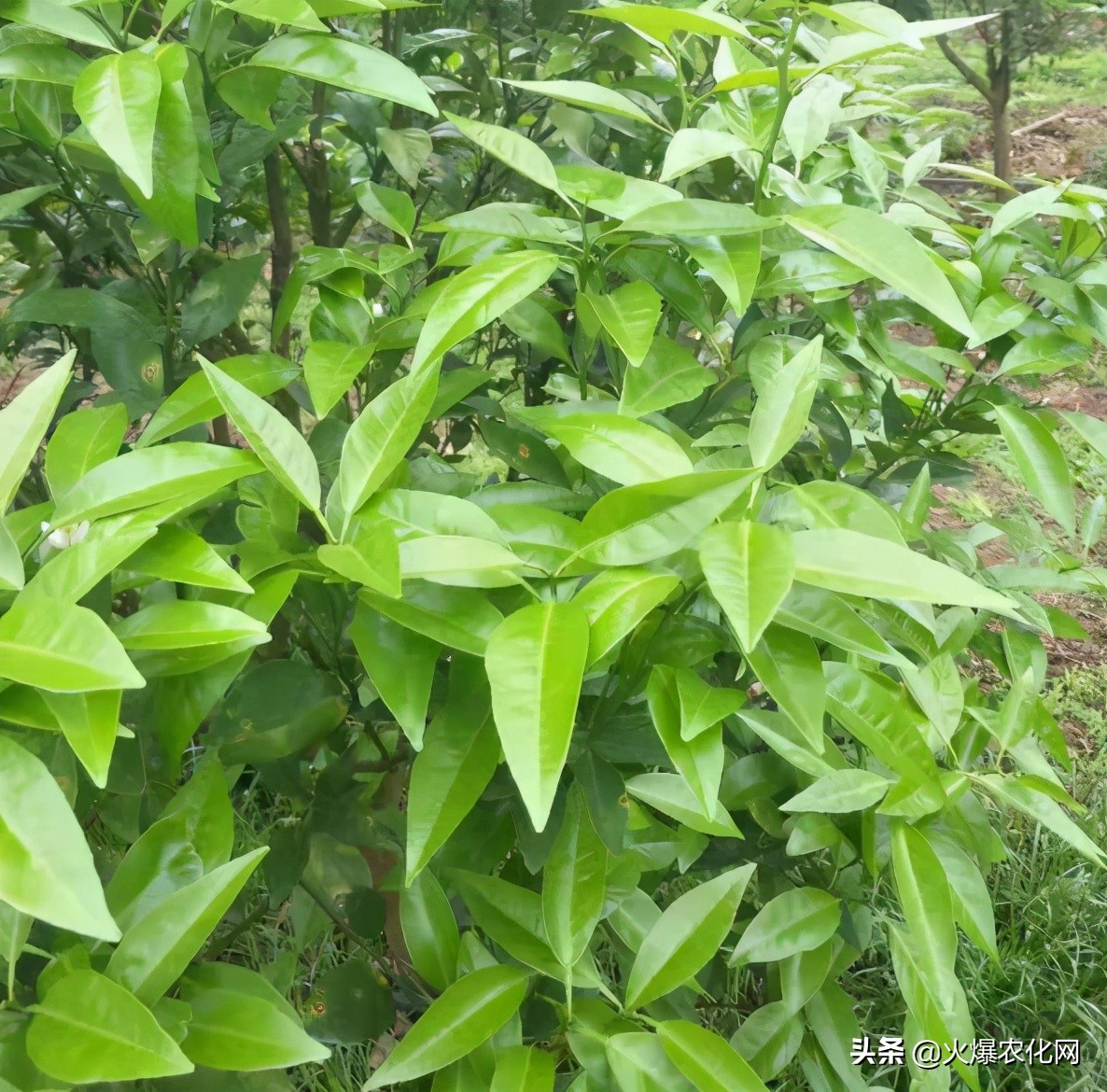 全面替代铜制剂！新一代“击溃爆品”！不伤花果！防治率高达96%