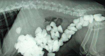 狗狗肠道有异物怎么才可以排出,狗狗肠胃有异物手术大概多少钱