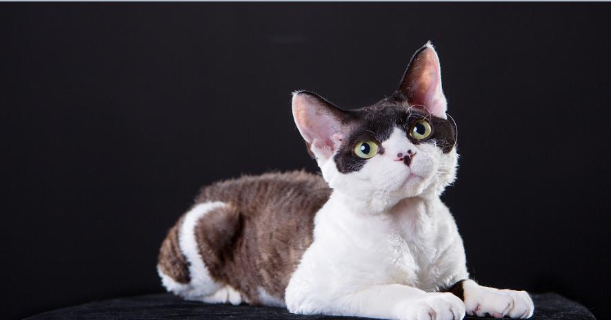 猫中边牧,德文卷毛猫头上有杂毛