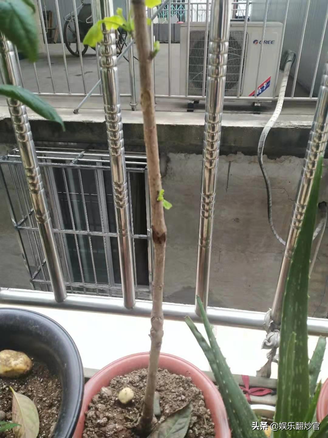 网上买果树苗的骗局,网上买果树苗哪里的假苗最多