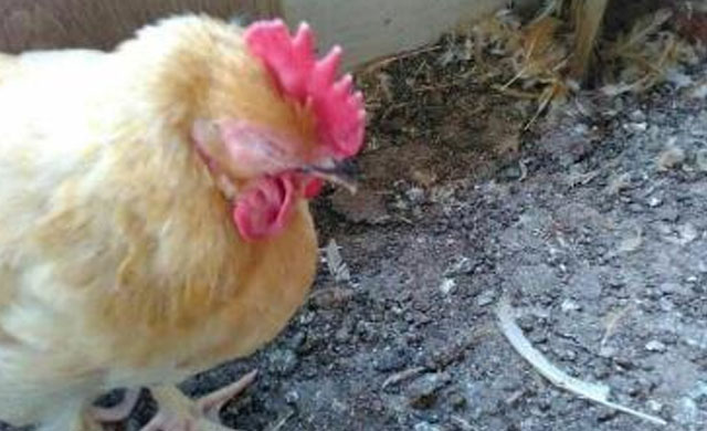 鸡的眼肿了怎么治疗最好,鸡的眼睛肿了怎么治疗该怎么预防