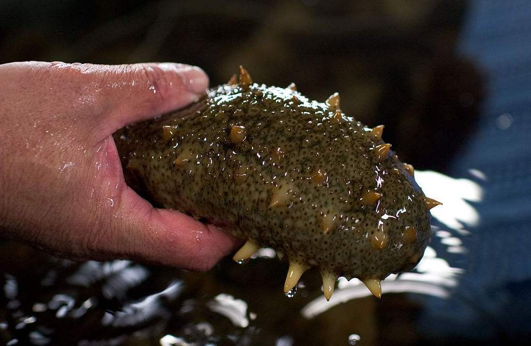 海参泡发后发黑是怎么回事,养殖海参冷冻一年煮时水变绿