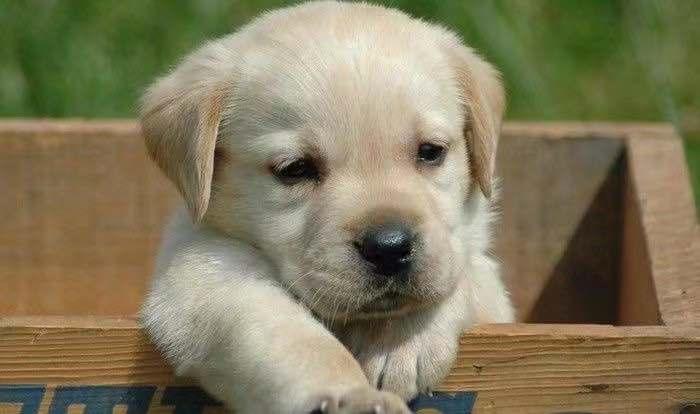 拉布拉多幼犬喂什么狗粮,拉布拉多幼犬喂什么狗粮最好