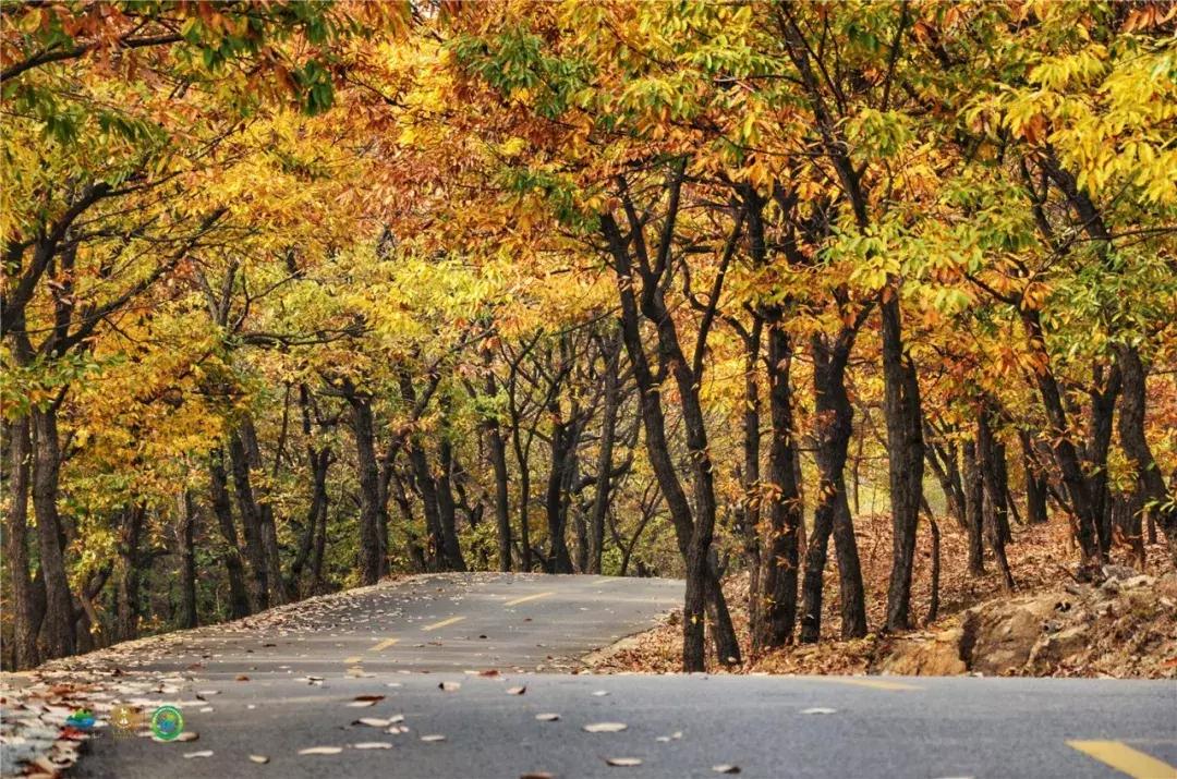 免费！半价！坐山东高铁环形列车，这些景区凭车票统统享优惠！