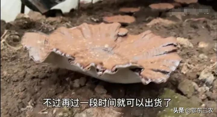 夫妻承包100亩地种烤烟,夫妻包500亩地