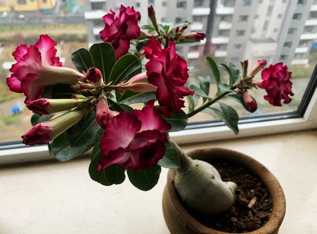 84个沙漠玫瑰品种，收起来慢慢看，待到来年春天选几种喜欢的养